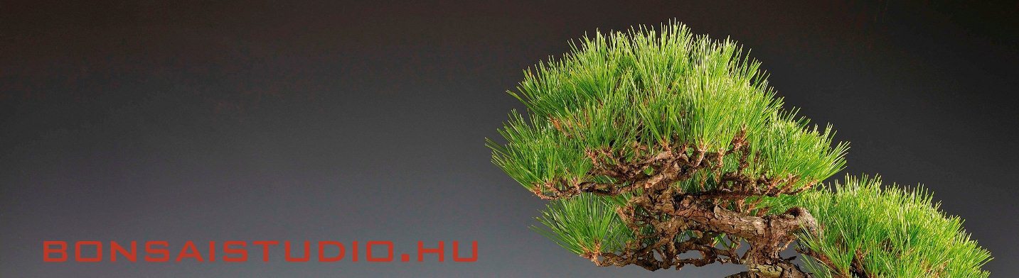 bonsai, pinus, lombkorona, fenyo, bonsai studio, bonsai erd hungary, pinus bonsai lombkoronaja marczika bonsai studio fejlecen